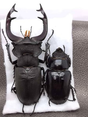 Lucanus cervus judaicus 94-5mm 53mm Big pair - Turkey