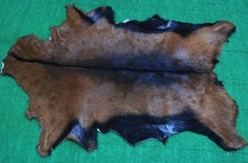 New Goat hide Rug Hair on Area Rug Size 38"x24" Animal Leather Goat Skin G487