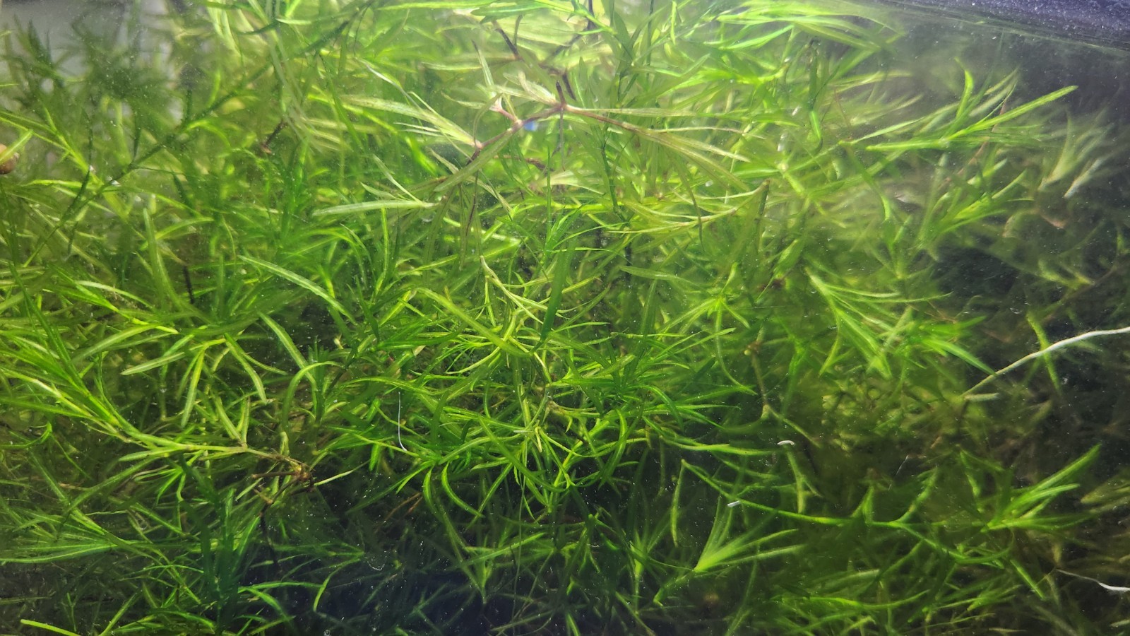 Guppy Grass (Najas guadalupensis) - 8 oz / "Baseball" Portion
