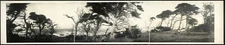 10" X 42" 1907 Old cypress trees on Cypress Point, Monterey 42" Vintage Pano