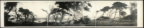 10" X 42" 1907 Old cypress trees on Cypress Point, Monterey 42" Vintage Pano - 第 1/1 張圖片