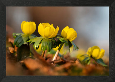 Yellow Winter Aconite Flowers Framed Wall Art Poster Canvas Print Picture