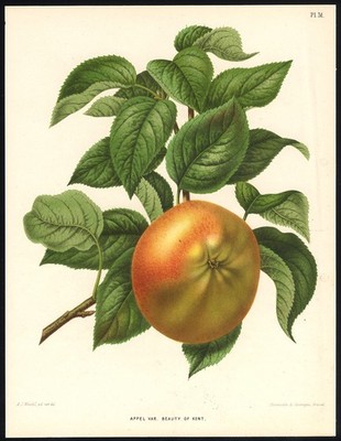 Antiker Druck - Schönheit des Kentapfels in Flora und Pomona - Wendel - Severeyns - 1876