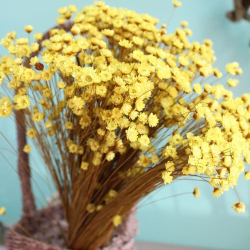 100 Pcs Little Dried Mini Flowers Natural Floral for Decoration