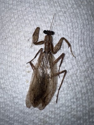 BY5 - grizzled Bark Mantis Dead Specimen