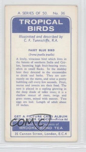 1961 Brooke Bond Tropical Birds Tea Fairy Blue Bird #36 a8x - Picture 2 of 3