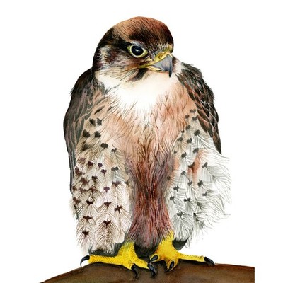 A5 Lanner Falke Vogel Aquarell Gemälde Limited Edition Wildlife Print