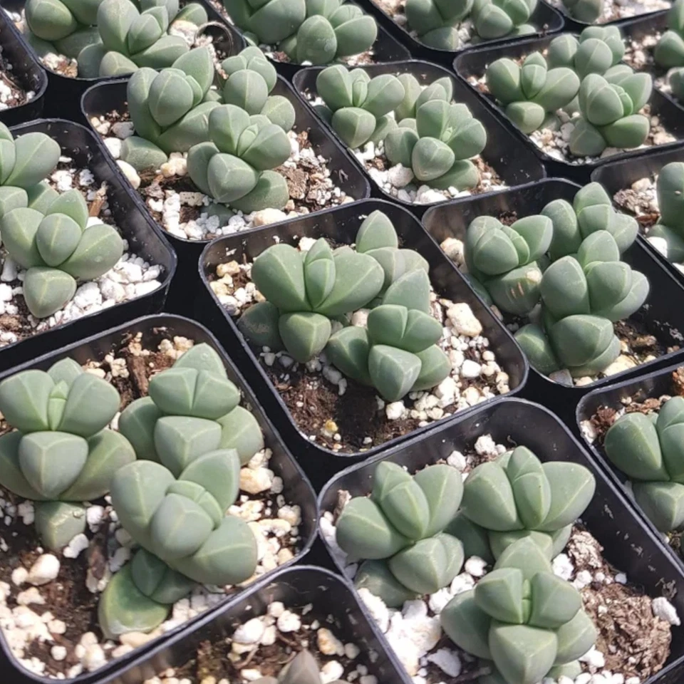 1 Live Crassula Pyramidalis – 2 Inch Pot – Stacked Geometric Succulent Plant - Image 4 of 4