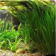 2 Jungle Vals - Buy 2 GET 1 FREE - Italian Val Vallisneria Live Aquarium Plants - Picture 7 of 12