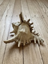 Große weiße Murex Ramosus natürliche Muschel Muschel