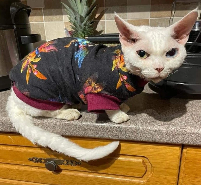 Dragonfly Cotton Knit Sphynx Cat Top Devon Rex Peterbald Pet