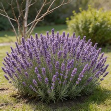 5000 Pcs Lavender Seeds  Home Garden Outdoor Herb Plant Seeds