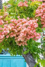 10 CHINESE FLAME TREE Koelreuteria Bipinnata Lantern Rain Yellow Pink