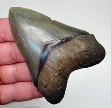 MEGALODON SHARK TOOTH  - 3.72 in.  SC River - Authentic Real Fossil