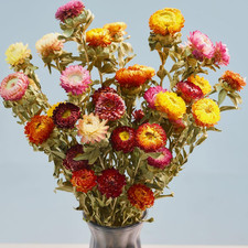 12Pcs Natural Dried Daisy Flowers Stems - Real Natural Dried Flowers Bouquet for