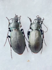 1 Pair  Carabus staehlini staehlini  Carabidae,
