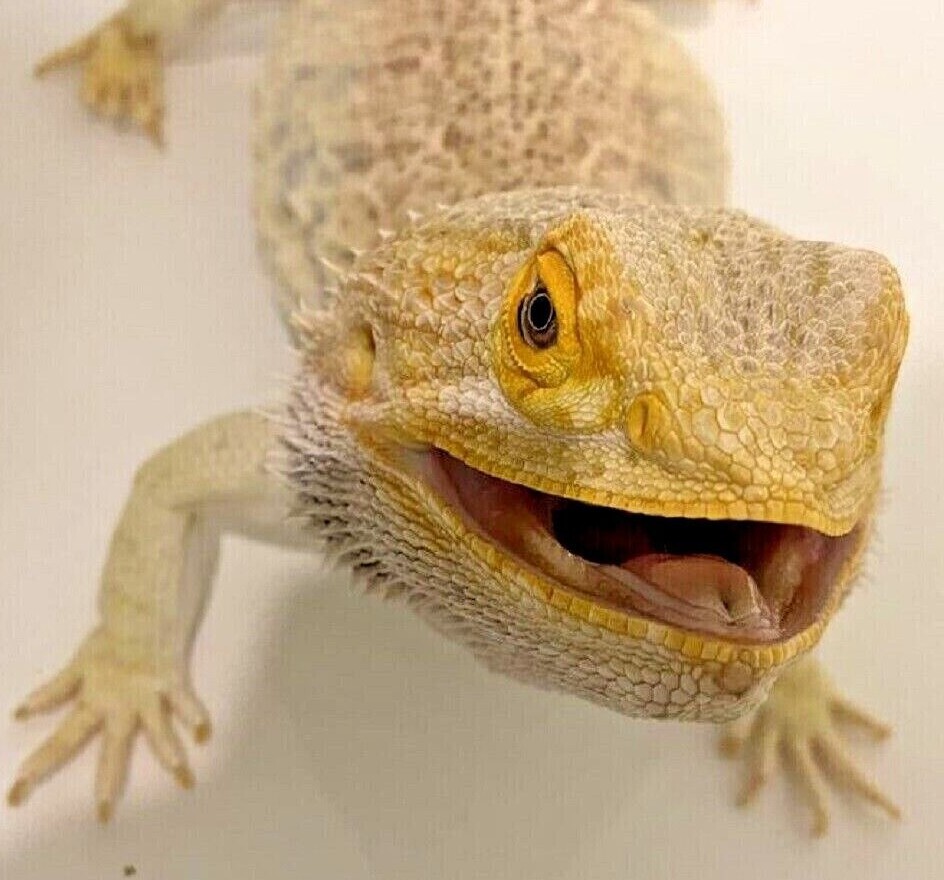 Live RED GIANT Mealworms Bearded Reptile Bird JUMBO Meal Worm Feeder