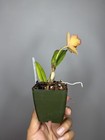 NEW! Unreleased 2027 Cattleya (Slc. Angel Eyes x Pot. Exotic Really — photo 7
