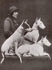 New ListingDog Bull Terrier Champions & Beautiful Woman Owner, Vintage Print 1930s