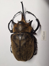 Megasoma for collectors | large size | Collector's Secret