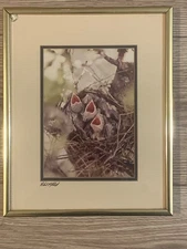Robert B Mitchell Signed Bird Nest Photography Framed Wildlife Nature Print