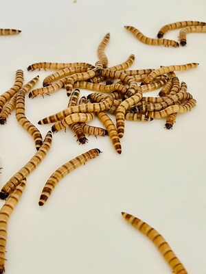 100 Large Superworms - Live -  2'' - Cupped