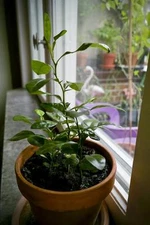 10 Thai Kaffir Lime Seeds, CITRUS HYSTRIX Fragrant Source of Lime Leaves Cooking