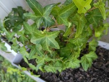 English ivy Starter Live Plant 4" Pot Free Shipping
