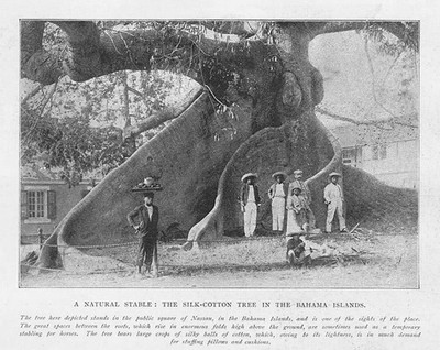 BAHAMAS A Silk Cotton Tree - Antique Print 1904