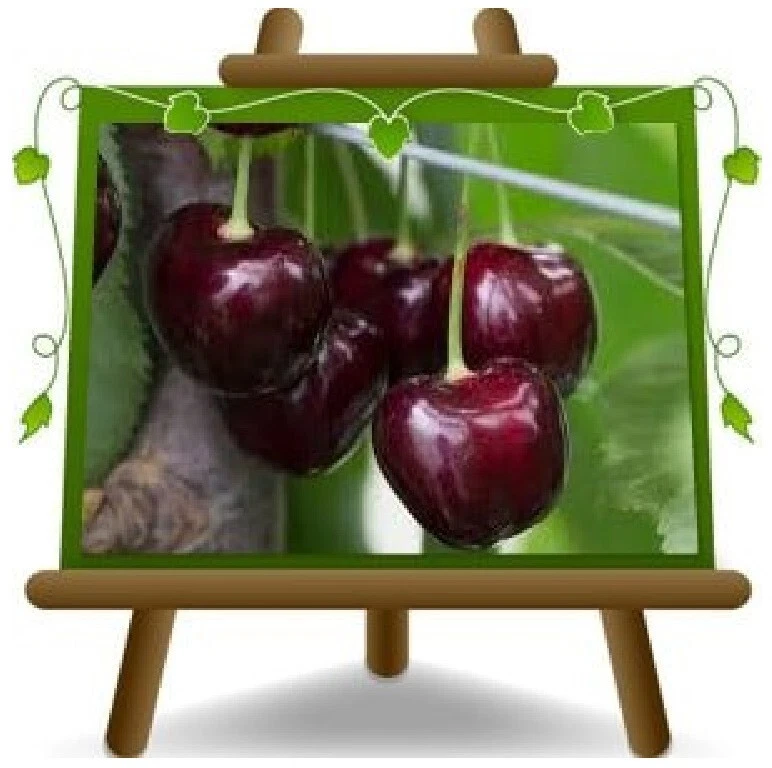 EURO PLANTS VIVAI Ciliegio Dolce Regina Altezza:180~200 cm Eta:4 anni Vaso:26cm