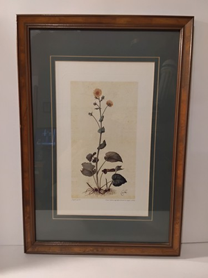 #ad Botanical Colored Lithographs: Calta By Italian Artist Jacopo Ligozzi 20quot;x14quot; $60.00