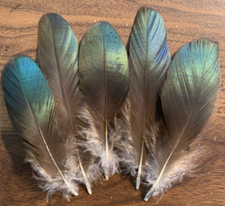 5pcs Natural Rare Green Lady Amherst Pheasant Feathers 14-17cm DIY Art Craft