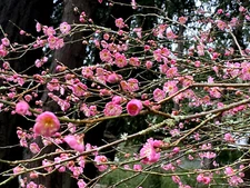 2 Cuttings Japanese Ume Plum (Mume) Fragrant Winter flower Edible Fruits