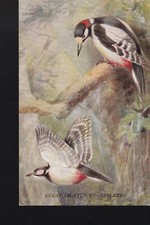Great Spotted Woodpecker - 1949 Unposted Postcard WP Pycraft 