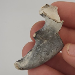 Crab Claw Fossil - Florida 