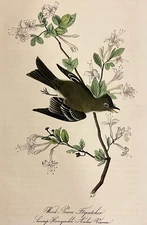 Audubon Wood Pewee Flycatcher Pl. 64 Birds Of America 1st Ed Royal Octavo INV-B