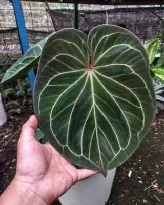 Anthurium King of Spades rare anthurium tropical house plant | eBay