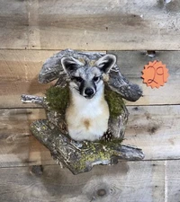 Beautiful Grey Fox Taxidermy Wall Mount In Den