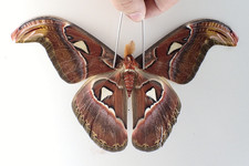 SA33923. Unmounted insect: Attacus atlas. South Vietnam