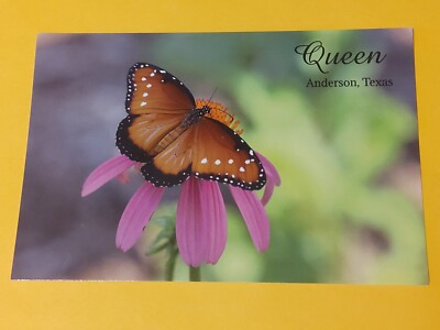 Queen Butterfly Postcard, Anderson, Texas - Butterflies of Grimes County