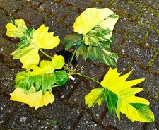 Philodendron Florida Beauty x Mayoi Variegata ibrido K242