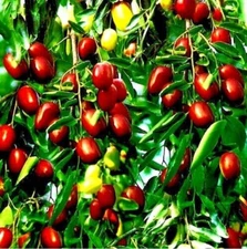 Jujube Fruit Tree superfruit Ziziphus jujube Fast Growing 5+ seeds Free Shipping