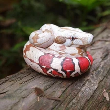 Animal Heavenly Body Red-tailed Boa constrictor Snake Statue