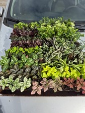 6 Mystery Plants For 20