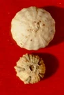 SWISS JURASSIC FOSSIL SEA URCHINS, GLYPTICUS