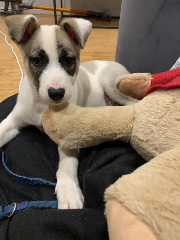 16 Week Male Pomsky Puppy Dogs Puppies Gumtree Australia Melbourne City North Melbourne 1255157591