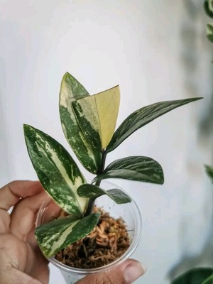 Zz variegata - Zamioculcas Zamiifolia Variegated - fresh cuttings