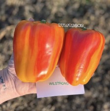 ALOHA BELL PEPPER SEEDS 100 SEEDS