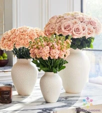 200+ Sand Pink Carnation Seeds for Garden Planting - USA - FREE SHIPPING!