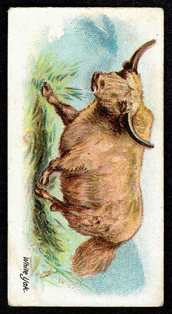 1900 WHITE YAK Wills's WILD ANIMALS OF THE WORLD (GREEN BACK)